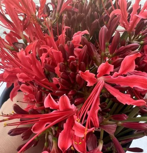 哪种花的花语带有负面含义？