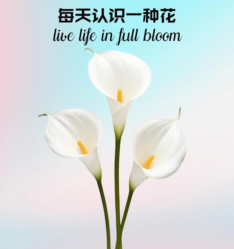 笑看四季的花语是什么呢？笑看四季的寓意是什么？