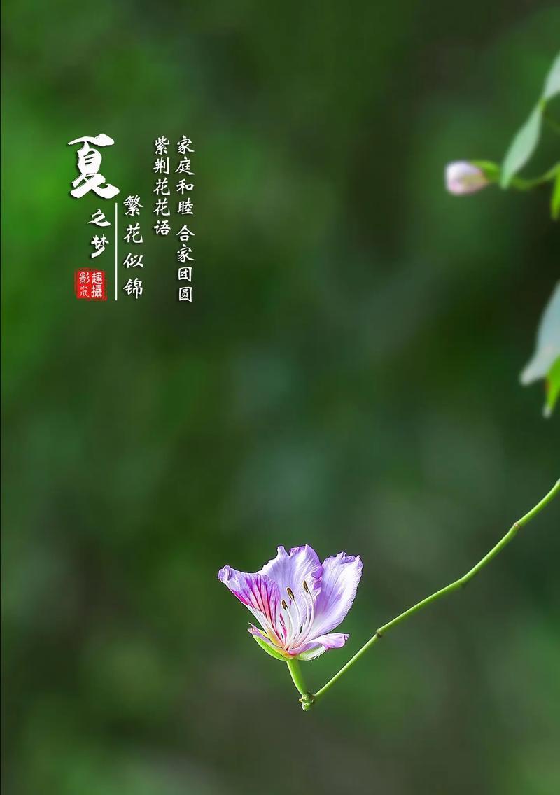 分享花语能带来哪些好处？