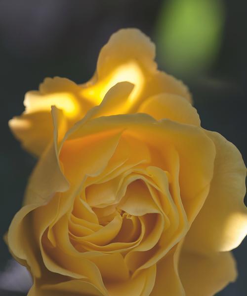 送家长玫瑰花的寓意是什么？花语有何含义？