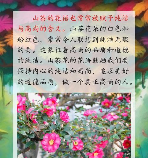 香薰山茶花的花语是什么？它代表了怎样的情感？