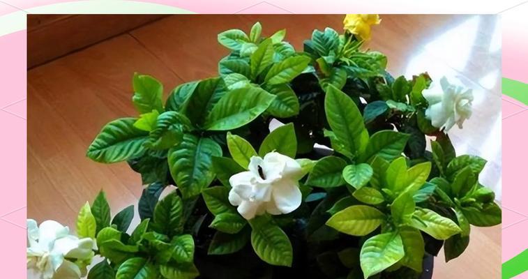 枝孑花的养殖要点有哪些？