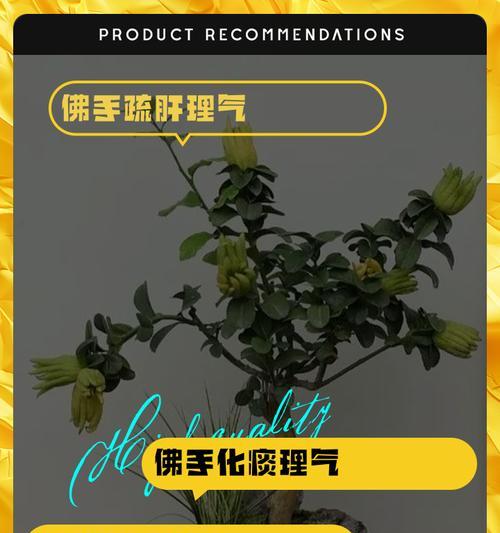 佛手种植需要注意什么？如何才能成功种植佛手？