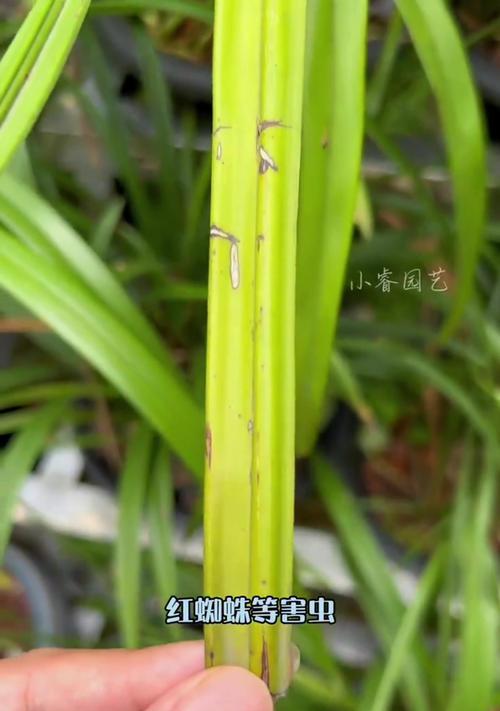 兰花的养殖方法有哪些？如何处理兰花的常见病虫害？