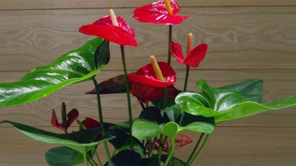 红撑花的种植方法是什么？如何确保其健康生长？