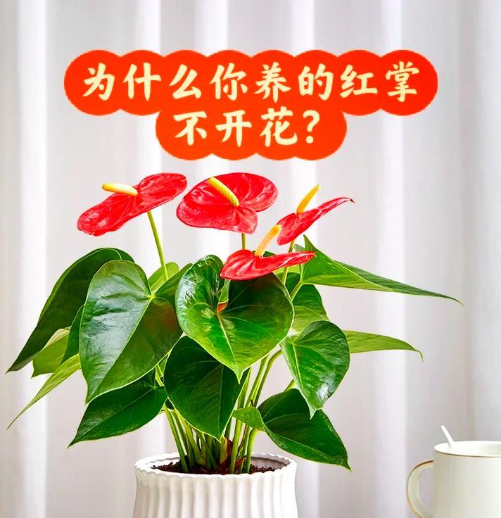 红撑花的种植方法是什么？如何确保其健康生长？