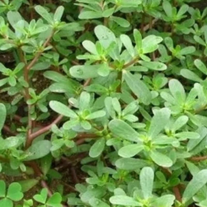 马齿苋花色有哪些变化？