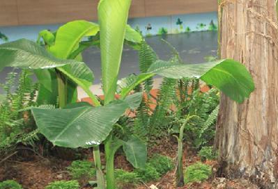 芭蕉科植物种类有哪些？它们的养护要点是什么？