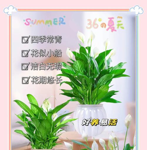 白掌花的养殖技巧和常见问题是什么？