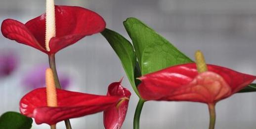 中国有哪些花？中国的花种类有哪些？