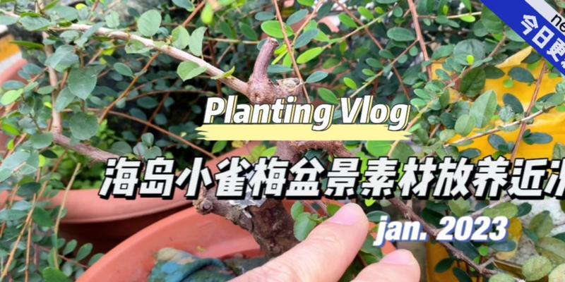 雀梅小盆景的正确浇水方法是什么？多久浇一次水？
