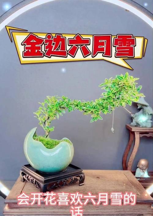六月雪花的养殖方法是什么？如何解决六月雪花的常见问题？