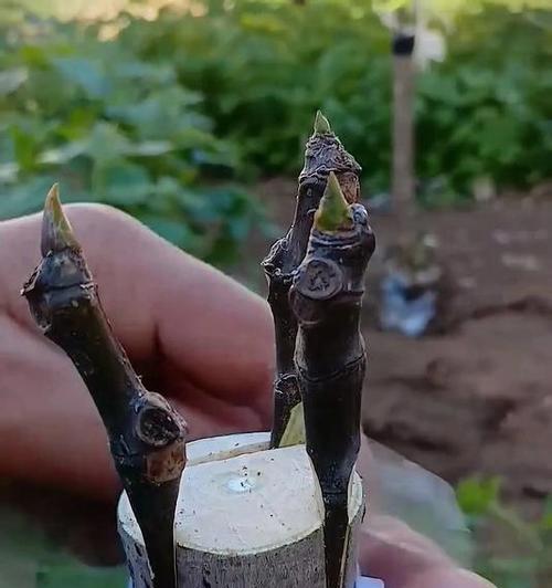 嫁接植物有哪些？它们各自的优势是什么？