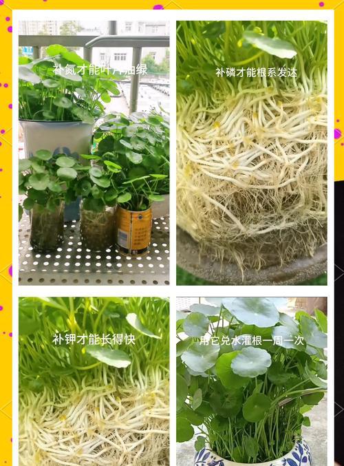铜钱草的养护技巧是什么？如何保持铜钱草的旺盛生长？