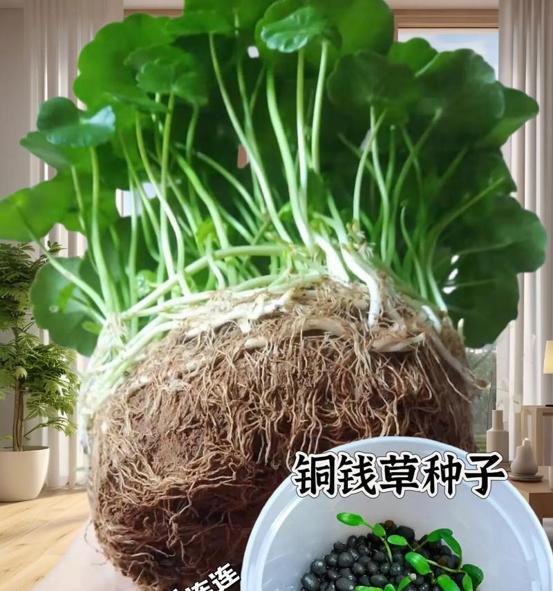 铜钱草的养护技巧是什么？如何保持铜钱草的旺盛生长？