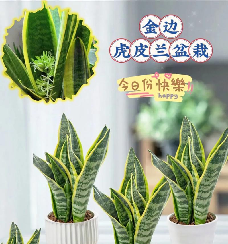 金边兰食用方法有哪些？