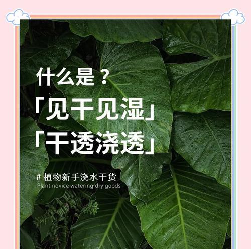 光棍树的浇水方法是什么？多久浇一次水？