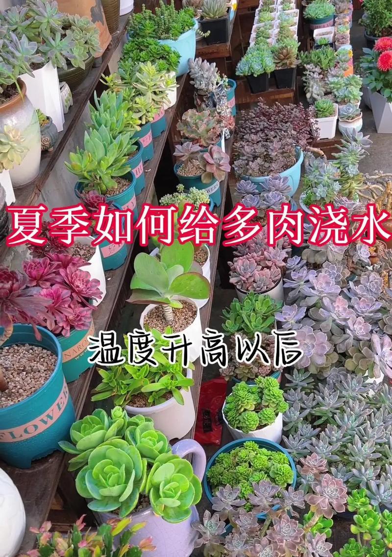 光棍树的浇水方法是什么？多久浇一次水？