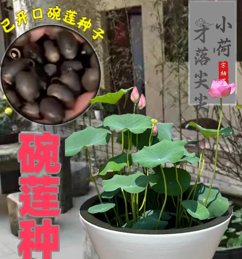 盆栽种植的基本步骤是什么？怎样才能种出健康美丽的盆栽？