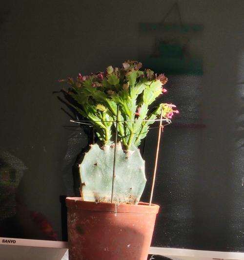 多肉植物嫁接的方法有哪些？嫁接后如何护理？