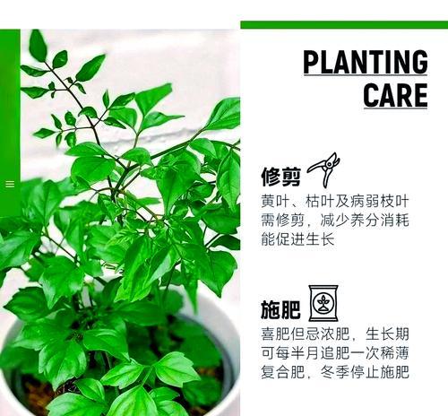 幸福树剪枝需要注意哪些事项？