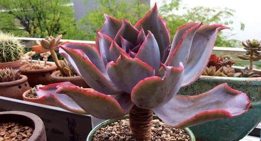 多肉植物砍头的正确方法是什么？砍头后如何处理？