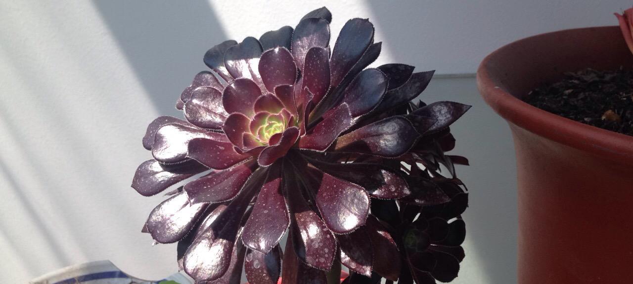 多肉植物砍头的正确方法是什么？砍头后如何处理？