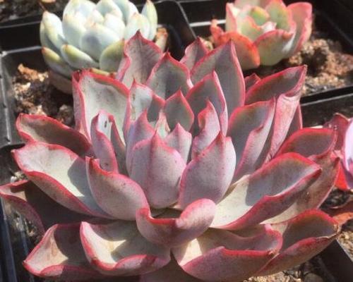 多肉植物砍头的正确方法是什么？砍头后如何处理？