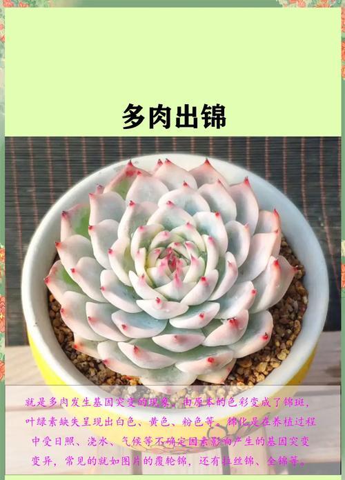 大和锦多肉怎么养？大和锦多肉的养殖技巧是什么？