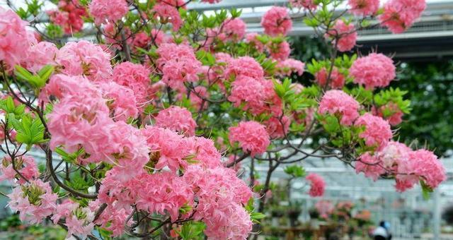 五彩梅花种植方法是什么？如何确保其健康成长？
