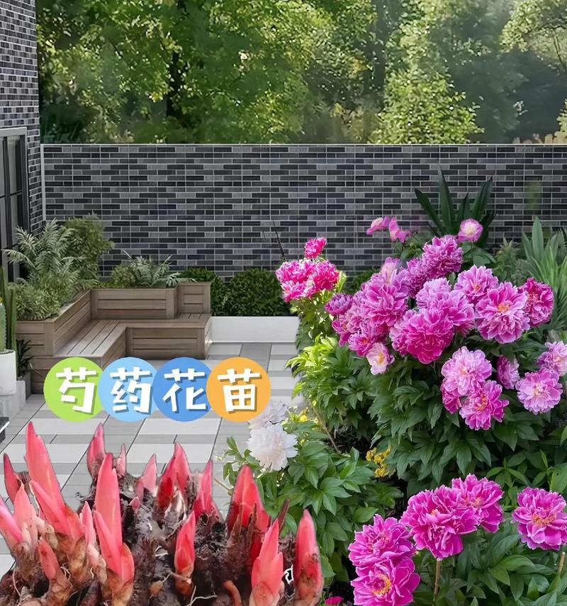 芍药花的种植步骤是什么？如何确保芍药花的茁壮成长？