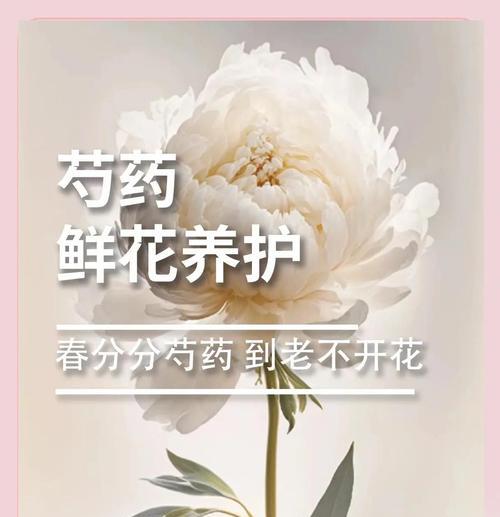 芍药花的种植步骤是什么？如何确保芍药花的茁壮成长？