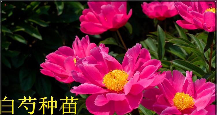 芍药花的种植步骤是什么？如何确保芍药花的茁壮成长？