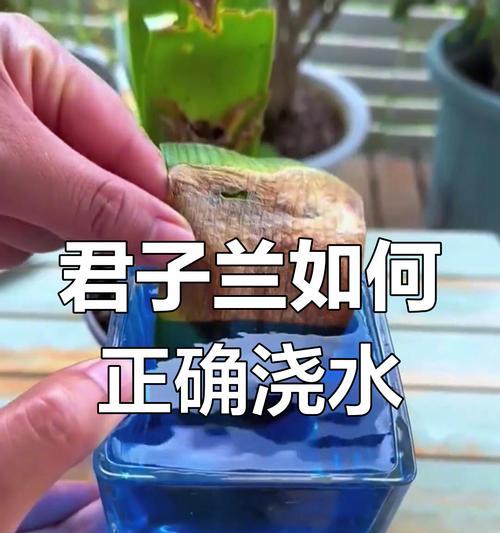君子兰怎么浇水？浇水频率和量如何掌握？
