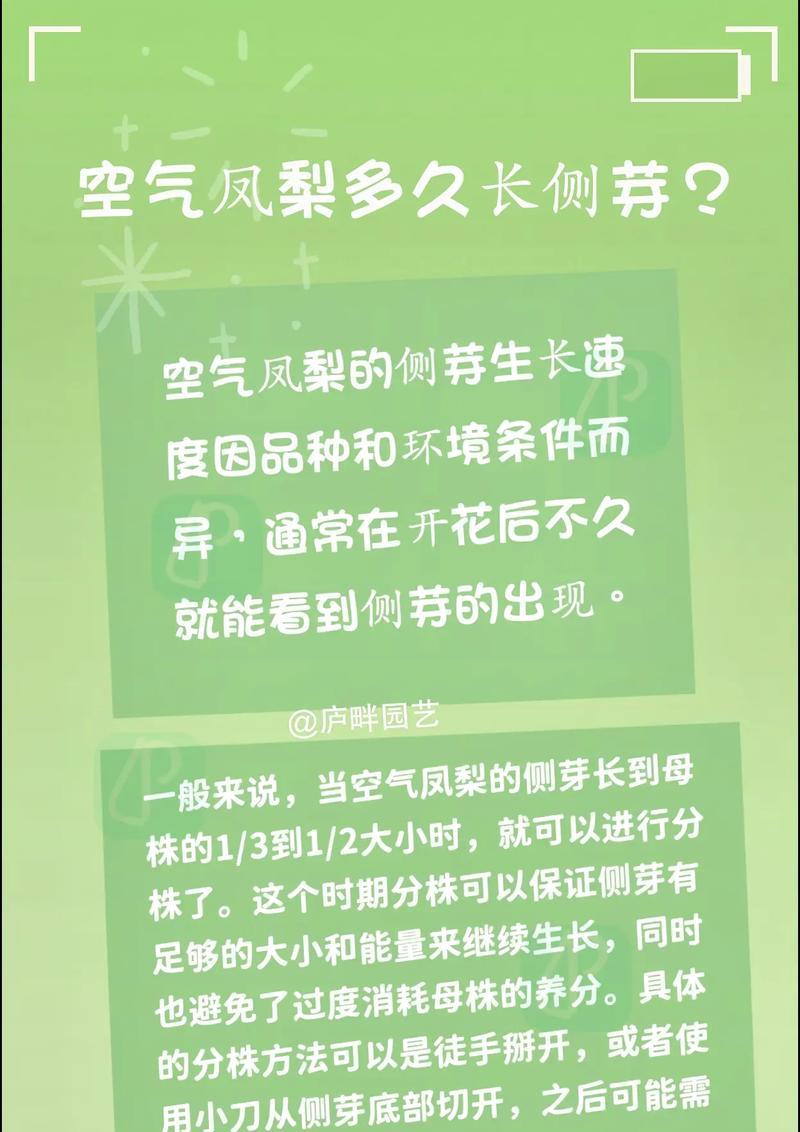 空气凤梨繁殖方法有哪些？怎样才能成功？