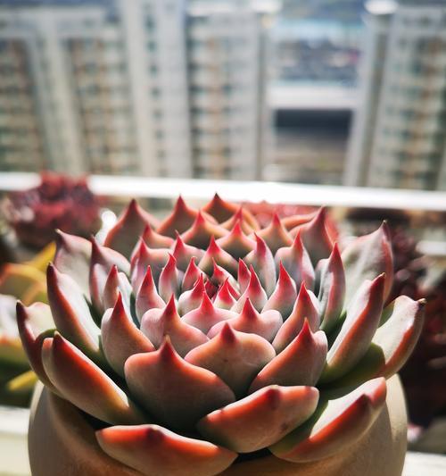 吉娃娃养多肉植物需要注意什么？多肉植物的正确养护方法是什么？