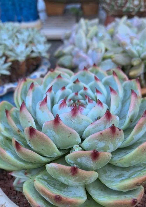 吉娃娃养多肉植物需要注意什么？多肉植物的正确养护方法是什么？