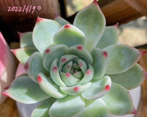 吉娃娃养多肉植物需要注意什么？多肉植物的正确养护方法是什么？