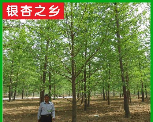 银杏树的繁殖方式有哪些？如何提高成活率？