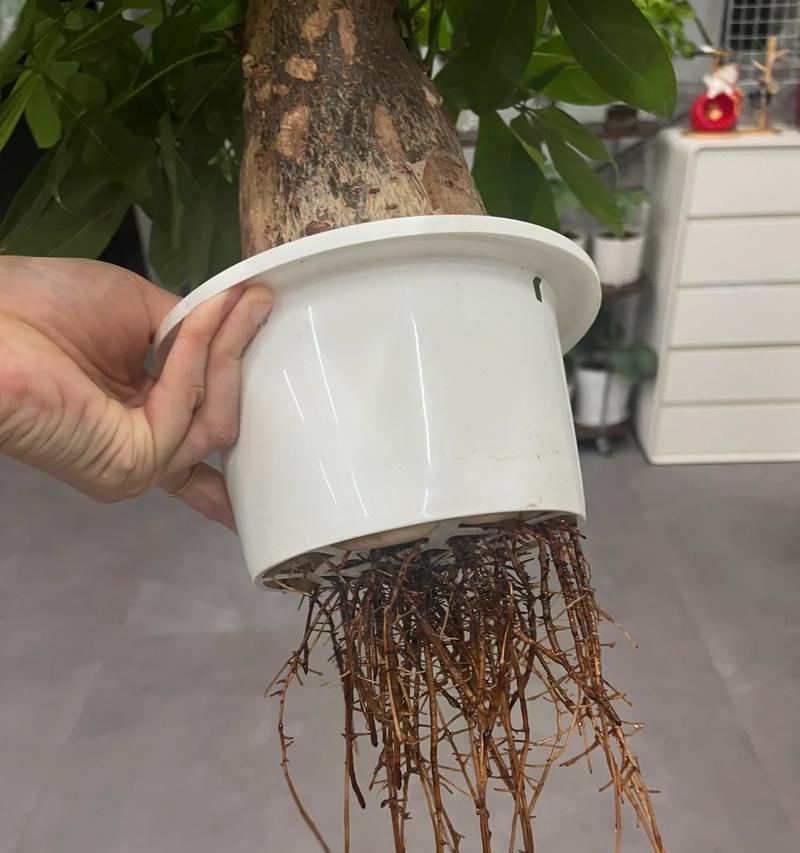 发财树根部软化的原因是什么？如何进行救治？