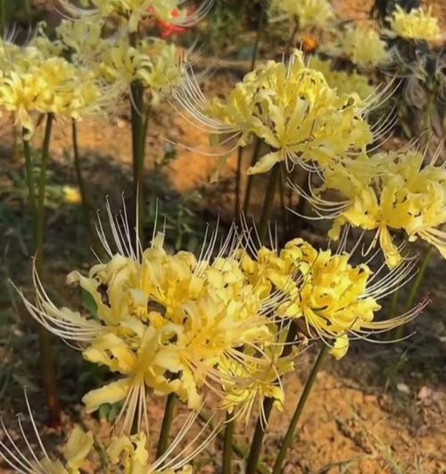 彼岸花种植步骤是什么？如何确保彼岸花顺利生长？