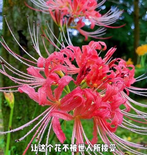 彼岸花种植步骤是什么？如何确保彼岸花顺利生长？