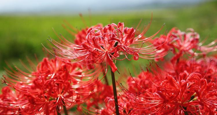 彼岸花种植步骤是什么？如何确保彼岸花顺利生长？