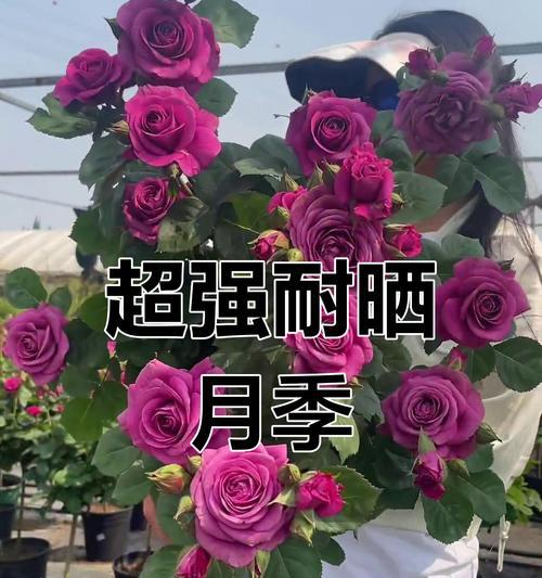 哪些花卉适合在阴暗处生长？如何正确养护？