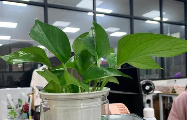 哪些花卉适合在阴暗处生长？如何正确养护？