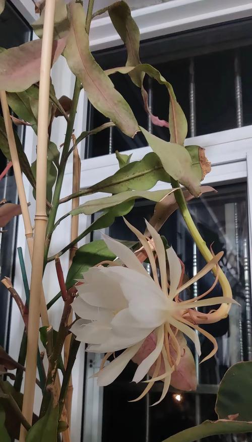 昙花的养殖方法是什么？如何让它开得更久？