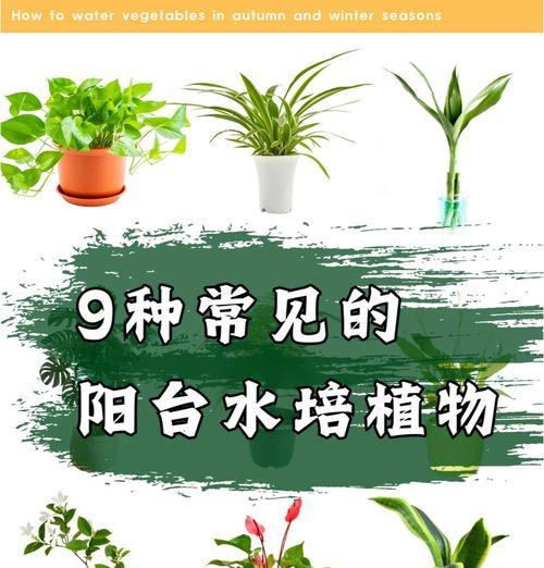 红运当头水培的正确方法是什么？如何保持其健康生长？