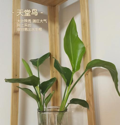 红运当头水培的正确方法是什么？如何保持其健康生长？