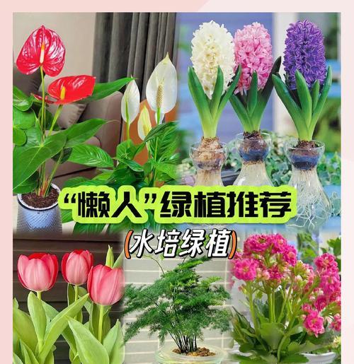 红运当头水培的正确方法是什么？如何保持其健康生长？