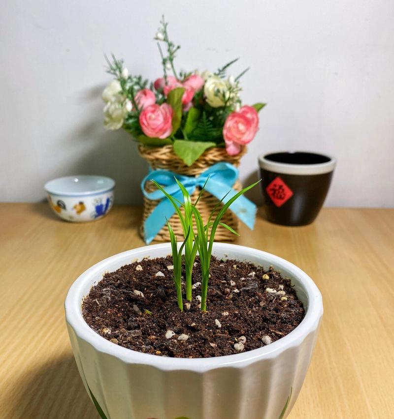 水竹怎么繁殖？有哪些简单的方法？